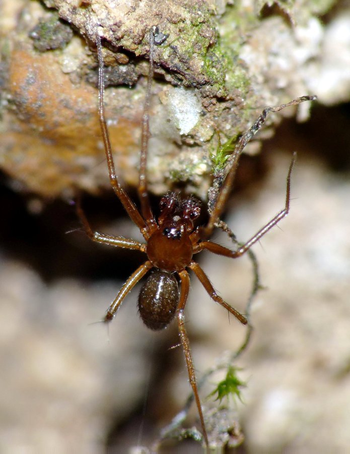 Linyphiidae
